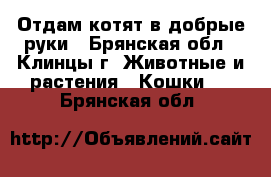 Отдам котят в добрые руки - Брянская обл., Клинцы г. Животные и растения » Кошки   . Брянская обл.